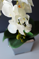 śliczny storczyk Grey w wersji Big, wys.68cm