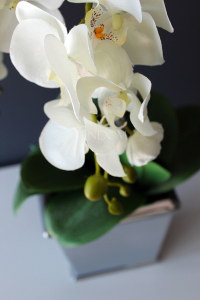 śliczny storczyk Grey w wersji Big, wys.68cm