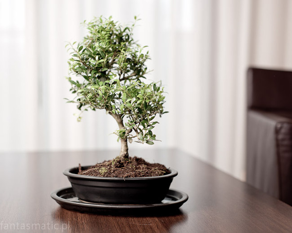 Bonsai donica do uprawy drzewka bonsai czarna 45x33x9cm