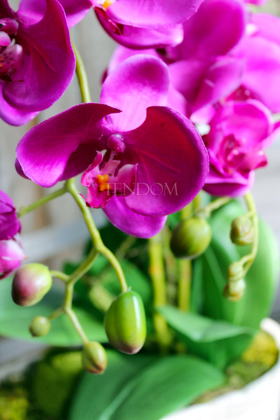 storczyk Fuksja Ozdobna w ceramicznej donicy wys.65cm