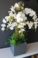 bardzo duży storczyk & sukulenty Simple Grande Grey, wys.90cm