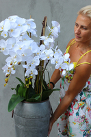 bardzo duży storczyk Sara w metalowej donicy wys.114cm