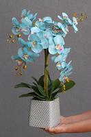 Blue Hotel, storczyk w szarej donicy o oryginalnej fakturze, wys.67cm