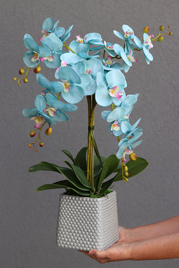 Blue Hotel, storczyk w szarej donicy o oryginalnej fakturze, wys.67cm