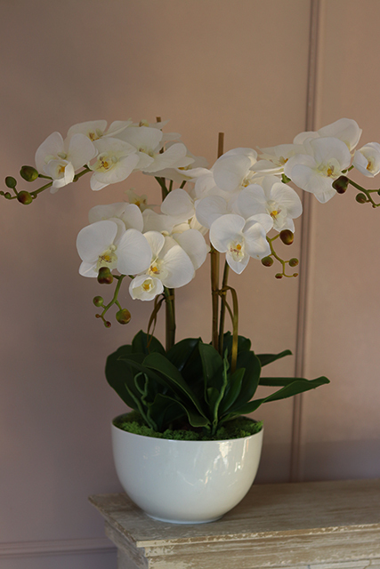 Lucerra Big, elegancki storczyk w minimalistycznej donicy, wys.60cm 