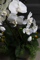 efektowny sztuczny storczyk w ceramicznej donicy, Paragwaj, wys.87cm