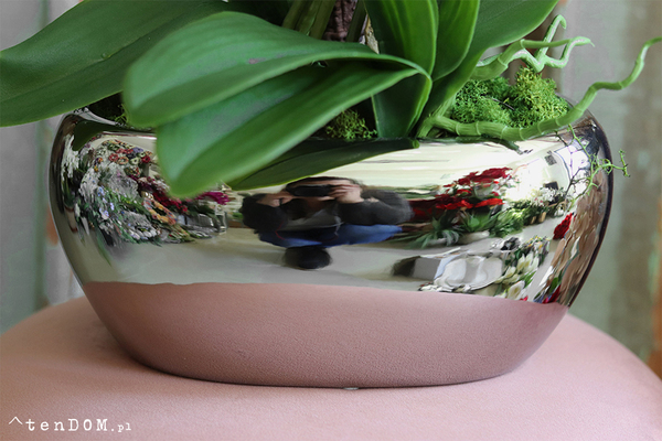 ekskluzywny storczyk w srebrnej donicy, Glamouria, wys.58cm