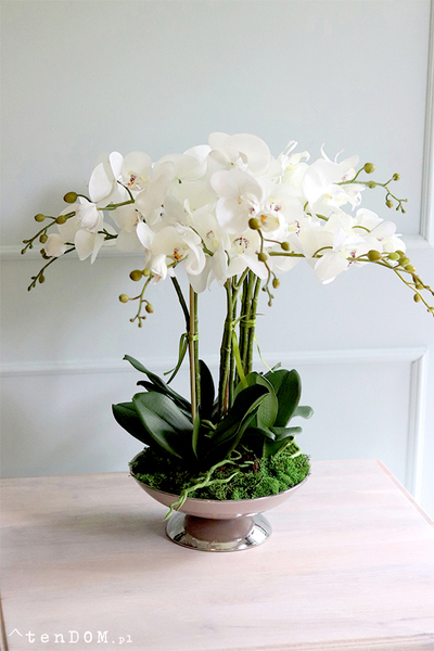 Cariba 2, storczyk w beżowej misie glamour, wys.50cm 