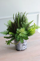 Jorge, sukulenty do Twojej donicy, wys.30cm