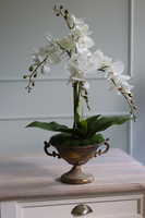 elegancki storczyk Aliorra w złotym pucharze, wys.63cm