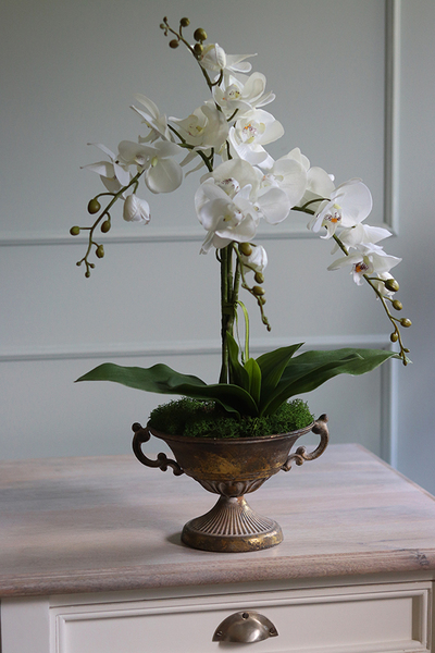 elegancki storczyk Aliorra w złotym pucharze, wys.63cm