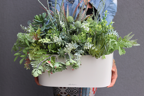 Gera Delta, kompozycja z traw i sukulentów w eleganckiej donicy, wym.57x60cm