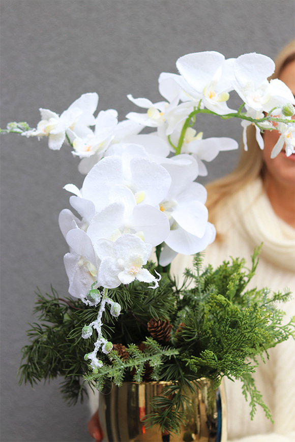 White Snow, elegancki storczyk zimowy