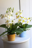 Mini Colors Concrete, sztuczny storczyk w niebieskiej donicy