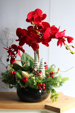 Gracja Winter Red, czerwony storczyk zimowy, wys.68cm