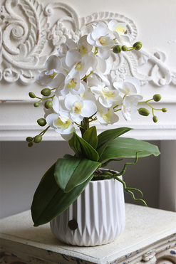 Evelinta, gumowy storczyk w białej donicy, wys.43cm 