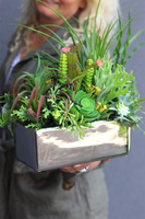 Silver Terana, kompozycja sukulenty w lustrzanej donicy