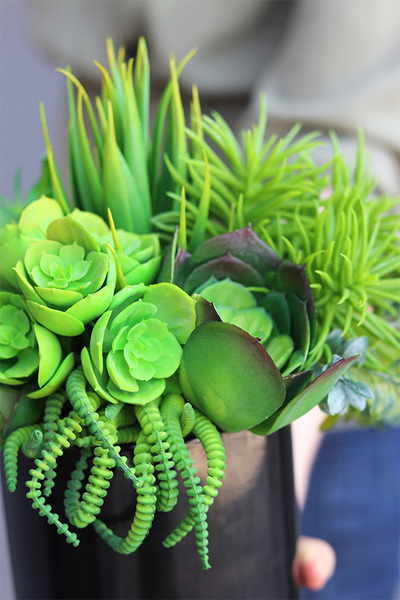 Black Tenamo Figaro, kompozycja sukulenty w donicy, wys.29cm