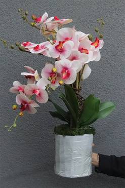 Pink Saute, gumowy storczyk w stretchu do Twojej donicy, wys.62cm