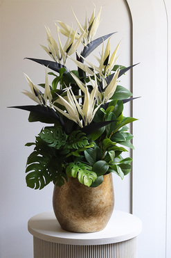 Kredeliana Oliver, kompozycja ze strelicją w złotej donicy, wys.72cm 