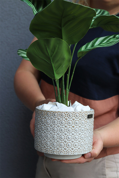 Peperomia Srebrzysta, roślina doniczkowa w osłonce