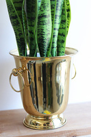 Sansewieria Gold Cooler, zielona dekoracja