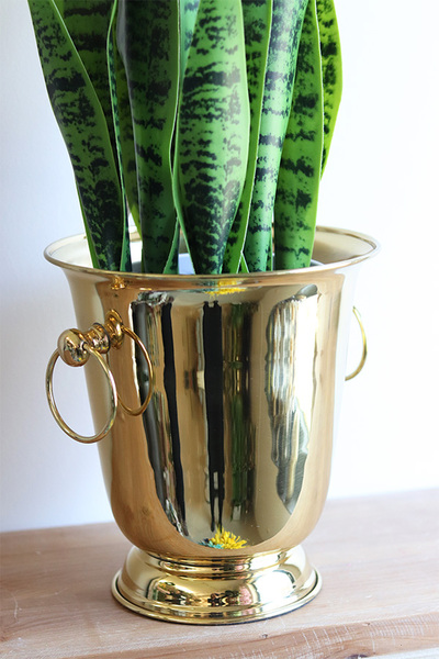 Sansewieria Gold Cooler, zielona dekoracja