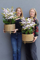 Goldenario Ellie 2, biały gumowy storczyk w złotej donicy