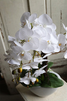 Cinderella White, elegancki storczyk w białej donicy, wys.74cm