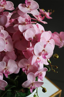 Pink Supreme, storczyk w białej misie