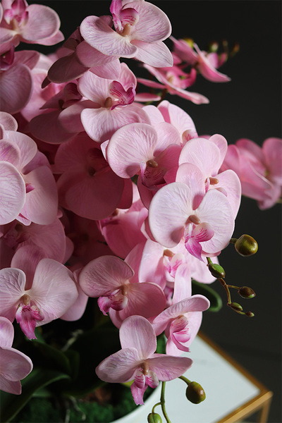 Pink Supreme, storczyk w białej misie