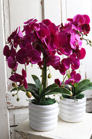 Hetra Fuksja, sztuczny storczyk w białej donicy, wys.56cm