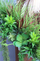 kompozycja Sukulenty do twojej donicy, Hedatia, wym.30x70x10cm