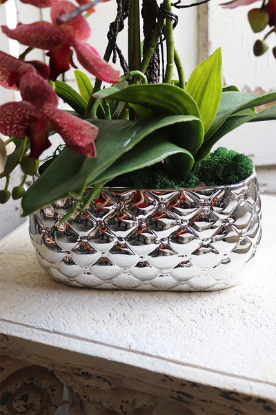 Hedrata Granada, gumowy storczyk w srebrnej donicy, wys.50cm