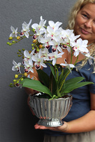 Selania Embassy, storczyk w ceramicznym pucharze