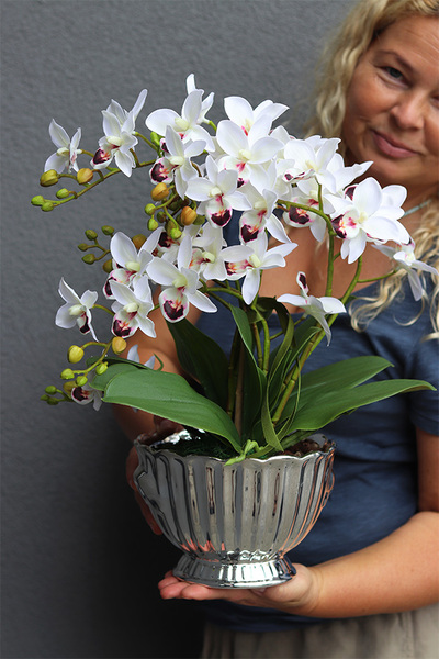 Selania Embassy, storczyk w ceramicznym pucharze