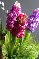 Terresa Big New, bogaty kosz z hiacyntami