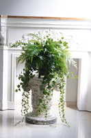 Amazonia, zielona kompozycja w donicy na nóżkach