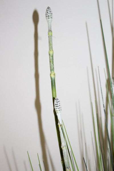 sztuczna trawa, Nadmorska, wys.123cm