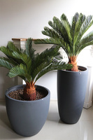 Cykas Concrete, sztuczna roślina w betonowej donicy