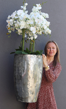 bardzo elegancki storczyk Srebrna Bajka, wys.135cm