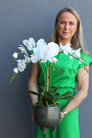 sztuczny storczyk w ceramicznej donicy, Paragwaj Nelista