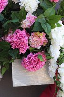 Impresja Saute, kompozycja kwiatowa XXL do Twojej donicy