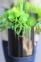 Black Tenamo Figaro, kompozycja sukulenty w donicy, wys.29cm