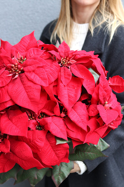 Gwiazda Betlejemska Klassika, wysokiej jakości sztuczna roślina, wys.37cm