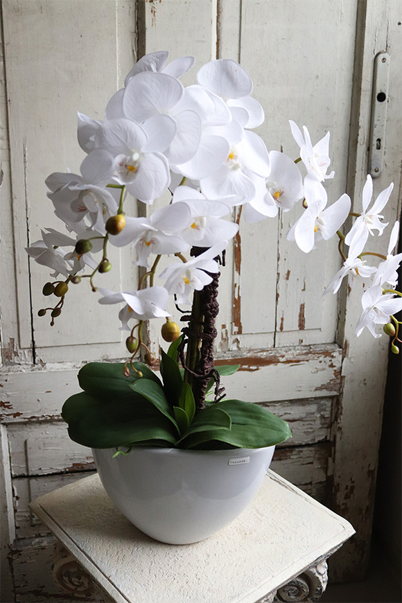 Cinderella White, elegancki storczyk w białej donicy, wys.74cm