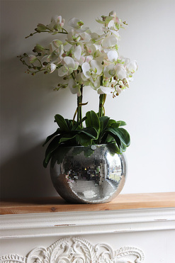 gumowy storczyk Explosion, Silver Ball Minty, wys.75cm 
