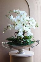 Wilanów, storczyk w pucharze