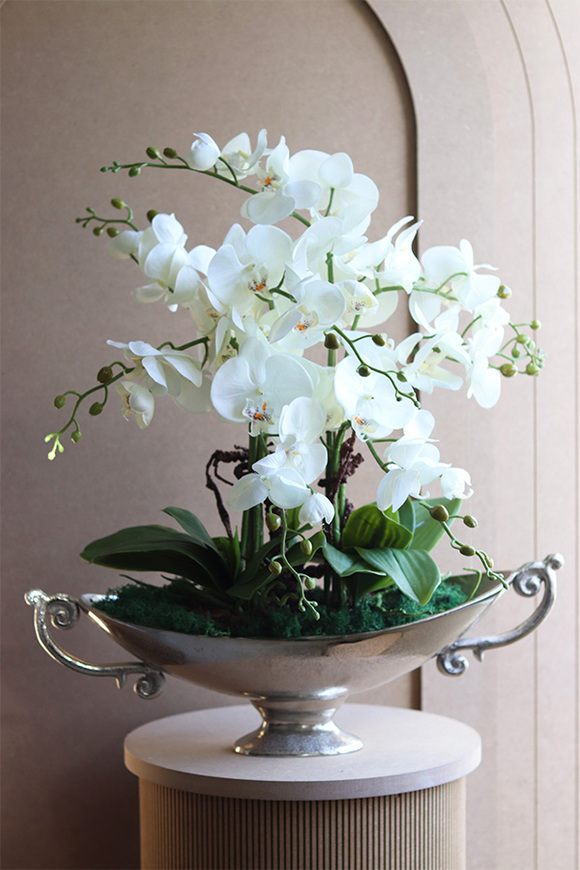 Wilanów, storczyk w pucharze