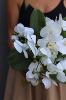 Orchidea Dorata Dekoria, kompozycja w donicy glamour